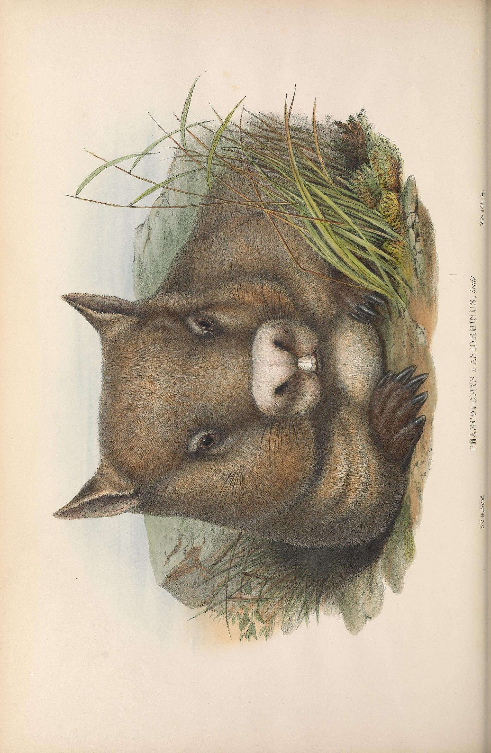 Image of Phascolomys Illiger 1811