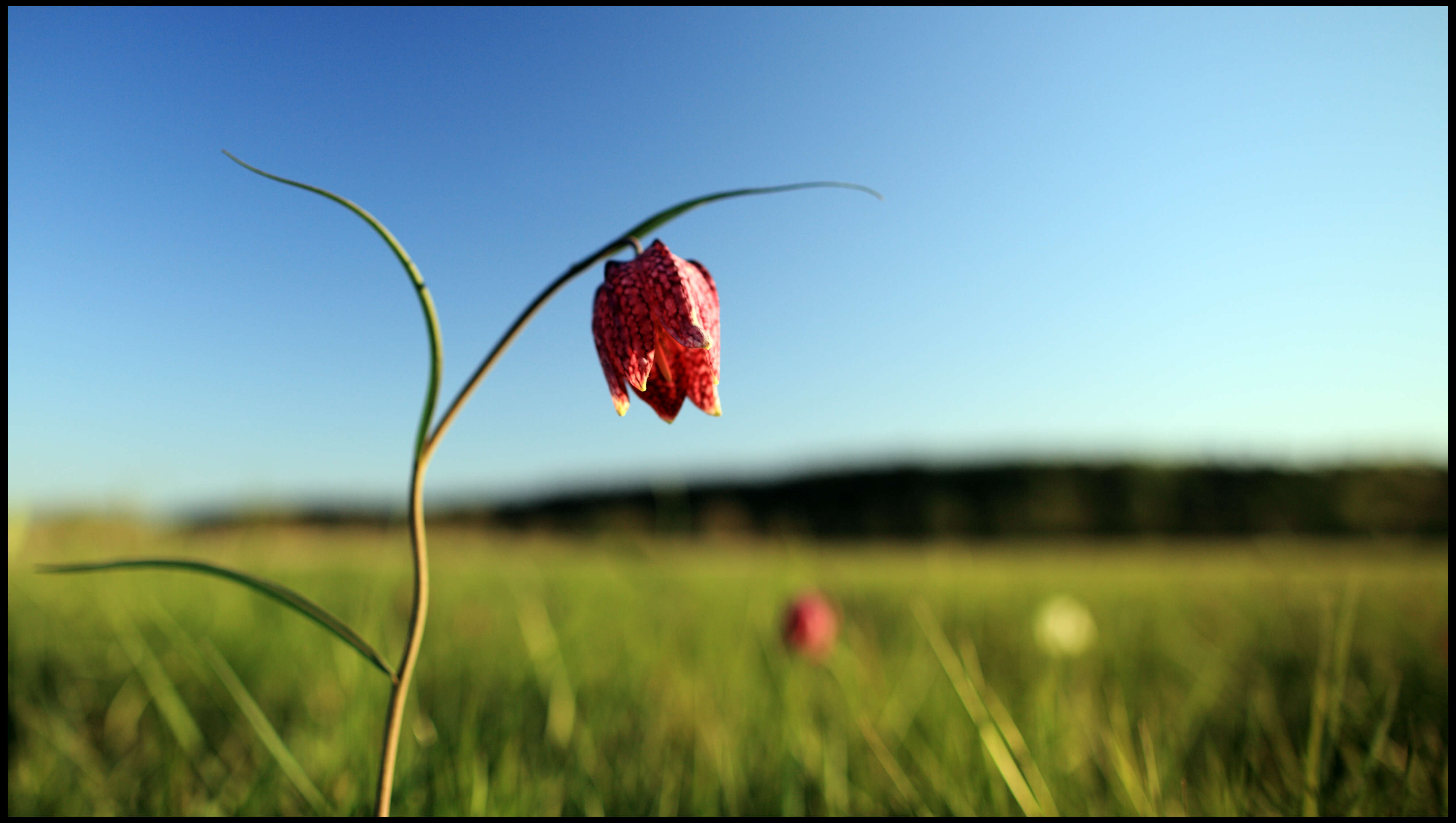 Image of fritillaries