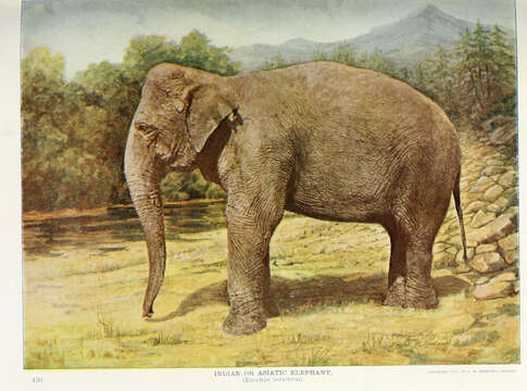 Image of Elephas Linnaeus 1758