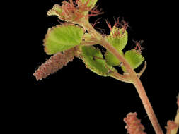 Image of California copperleaf