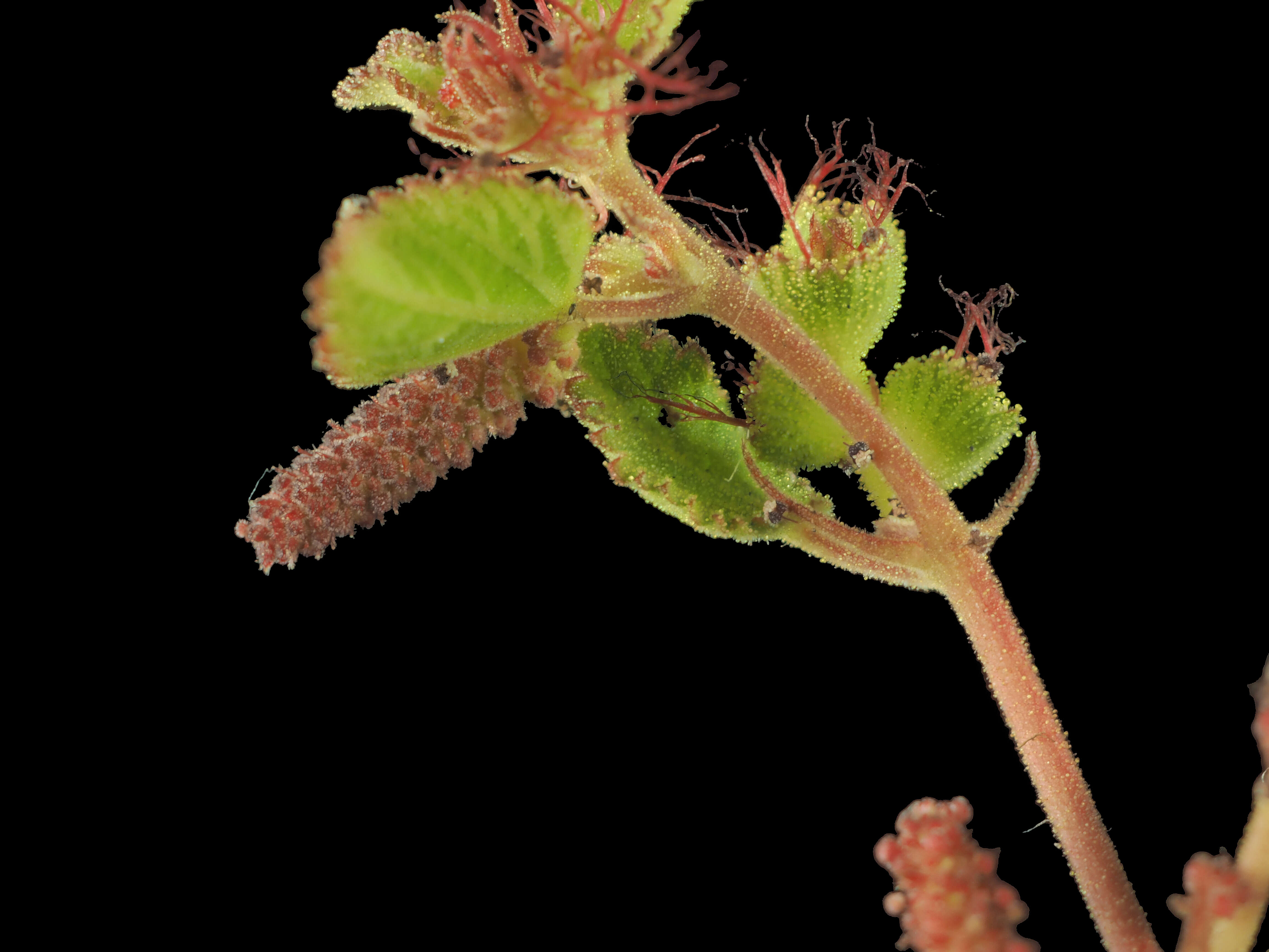 Image of California copperleaf