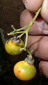 Image of Cordia acutifolia Fresen.