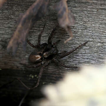 Image of Alopecosa pinetorum (Thorell 1856)