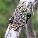 Image of tube lichen