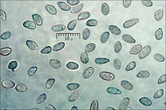 Image of Bionectriaceae