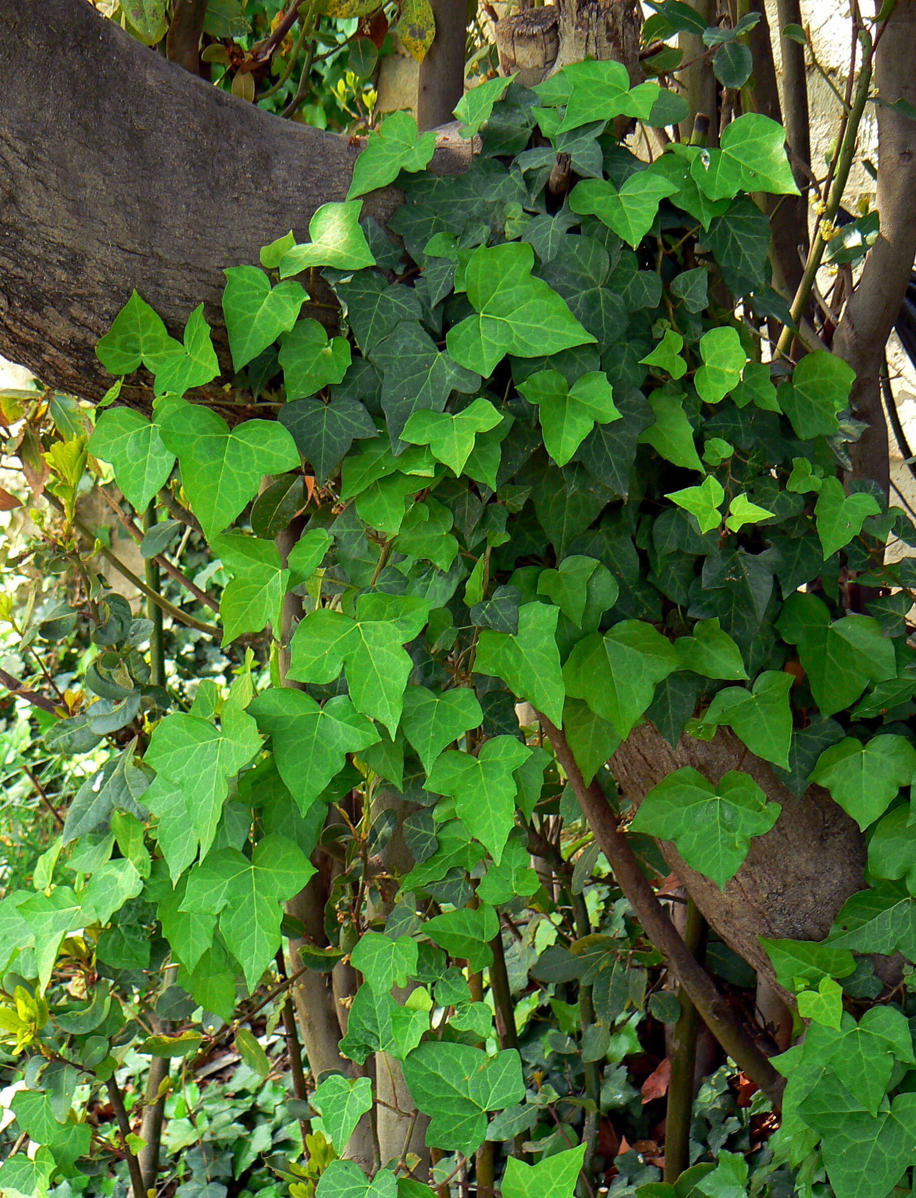 Image of English ivy