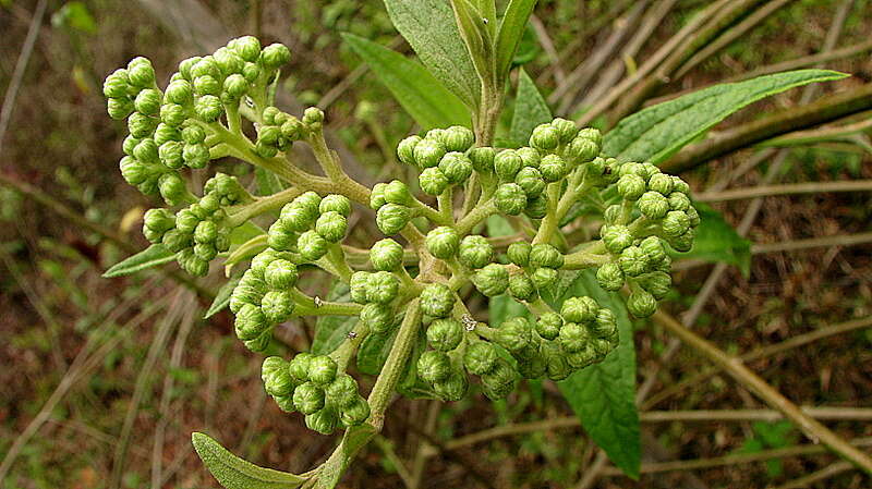 Image of Baccharis rhexioides Kunth