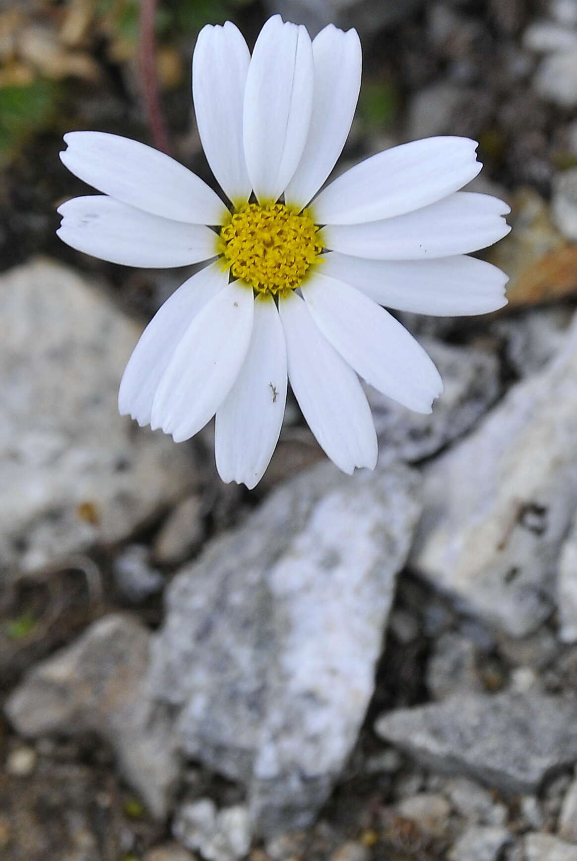 Слика од Leucanthemopsis alpina (L.) Heywood