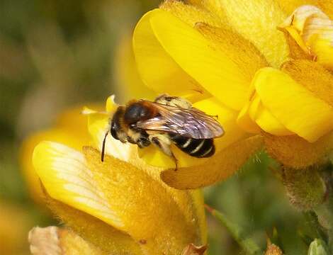 Image of Andrena dorsata (Kirby 1802)