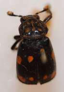 Image of Nicrophorus (Nicrophorus) didymus (Brullé 1836)