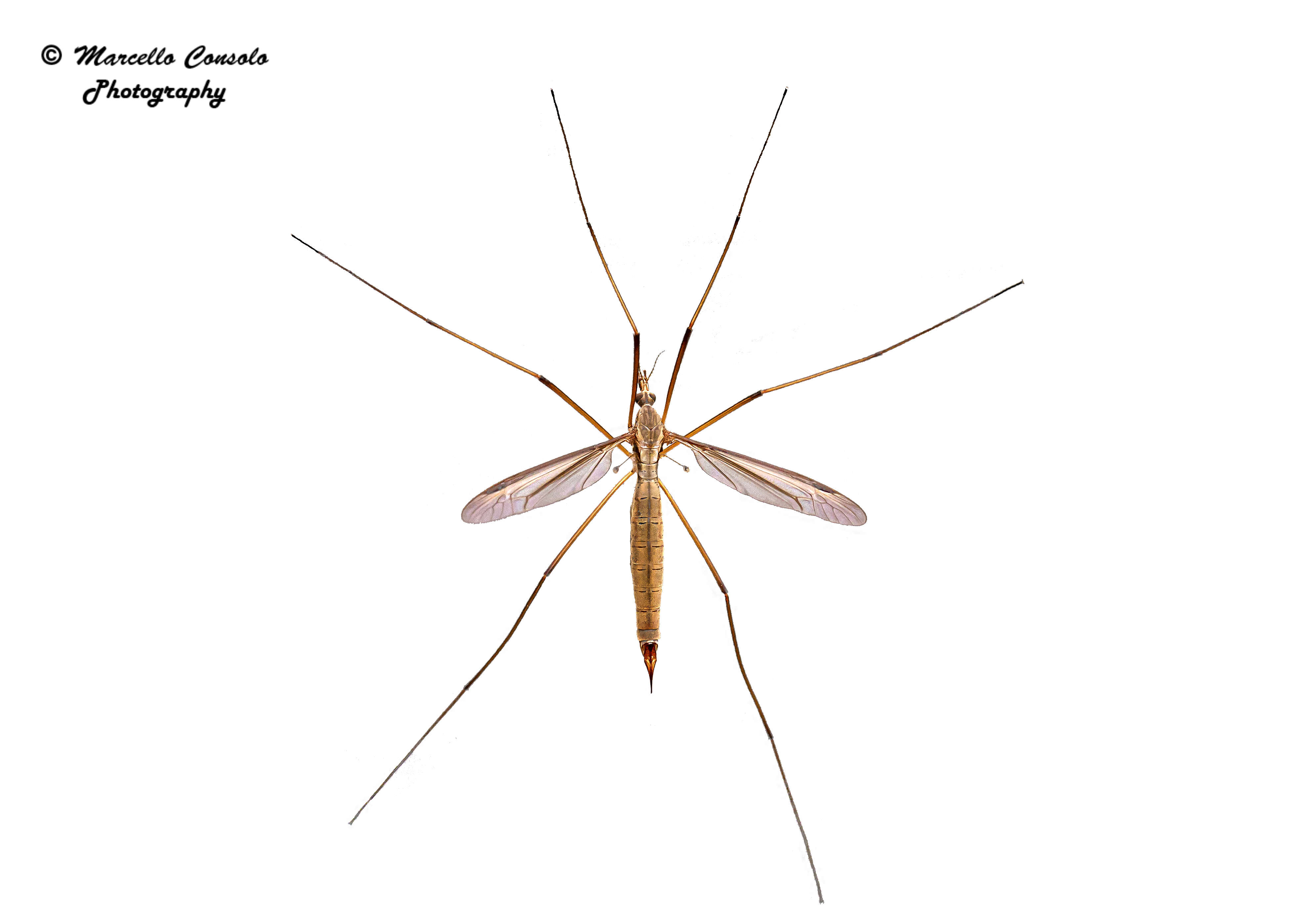 Image of Cranefly