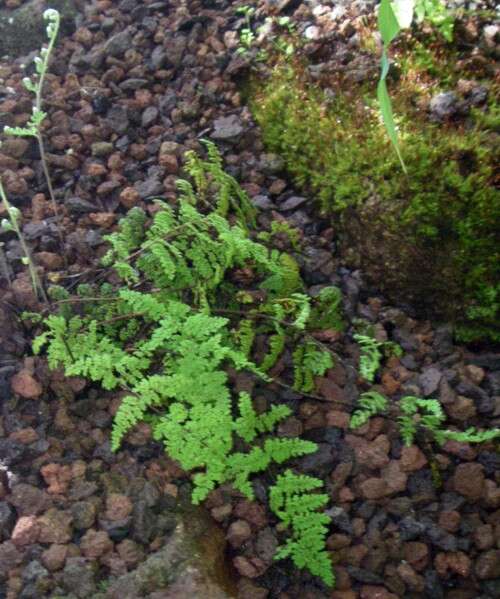 Image of Myriopteris myriophylla (Desv.) J. Sm.