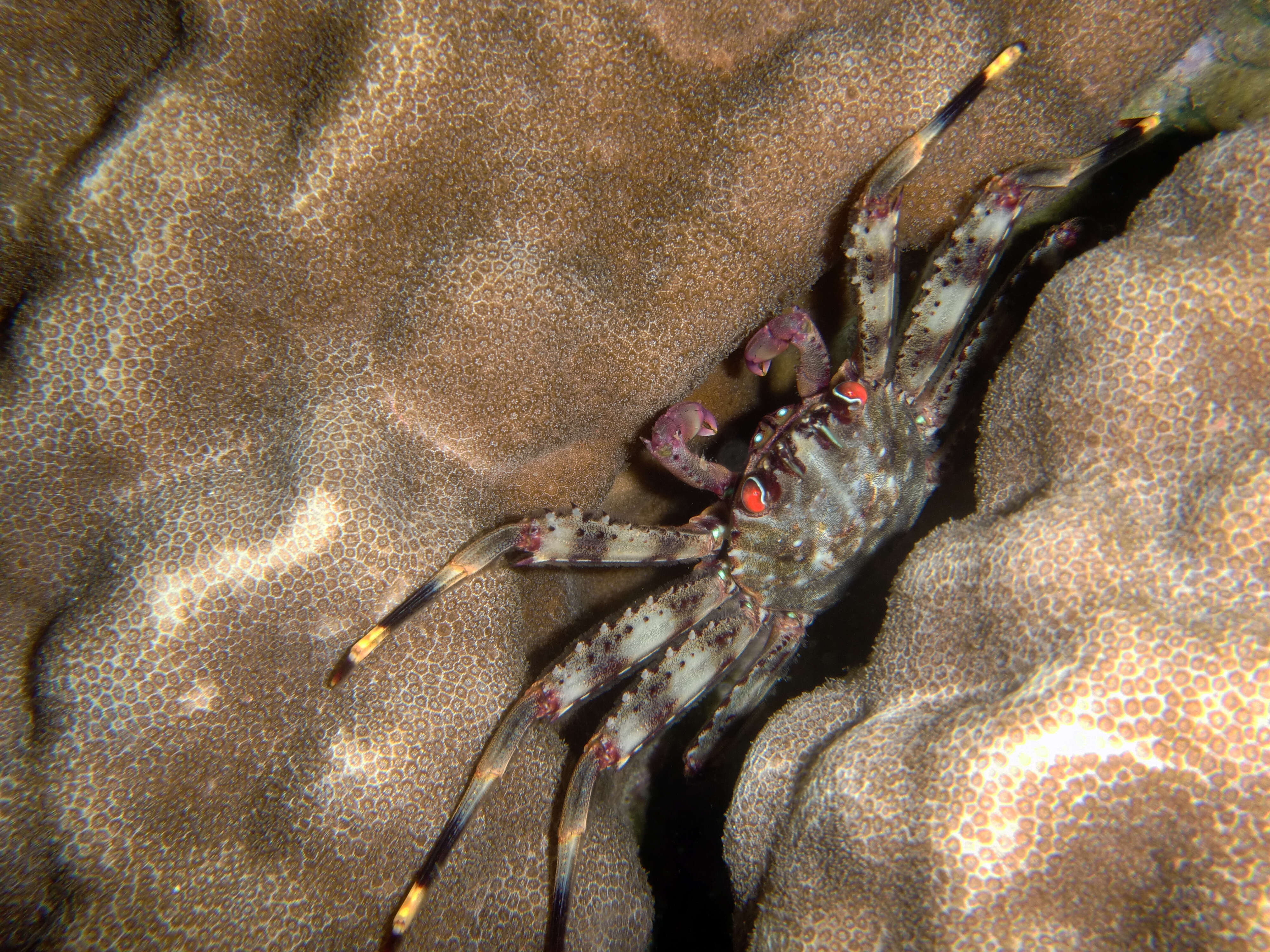 Image of flat rock crab