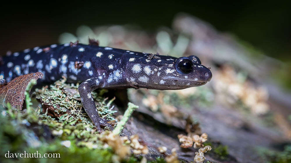 Plethodon glutinosus (Green 1818) resmi