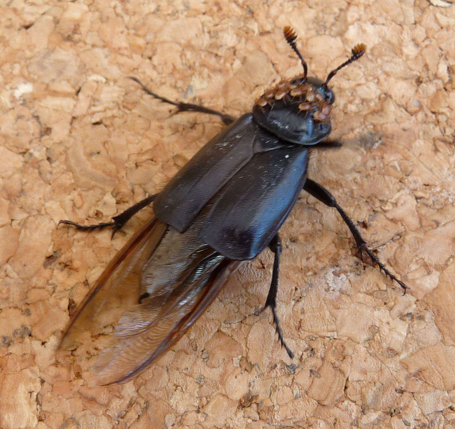 Nicrophorus resmi