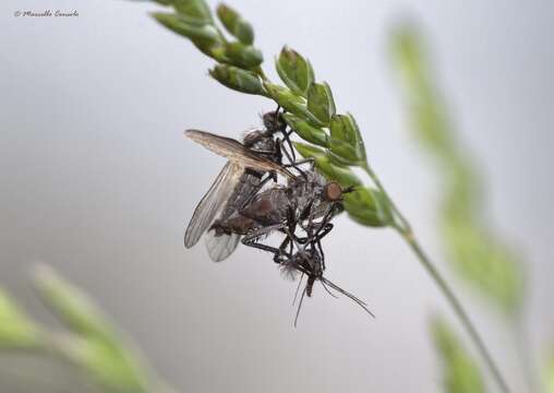 Image of Empis gooti Chvala 1994