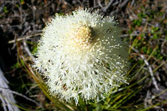 Image of Xerophyllum