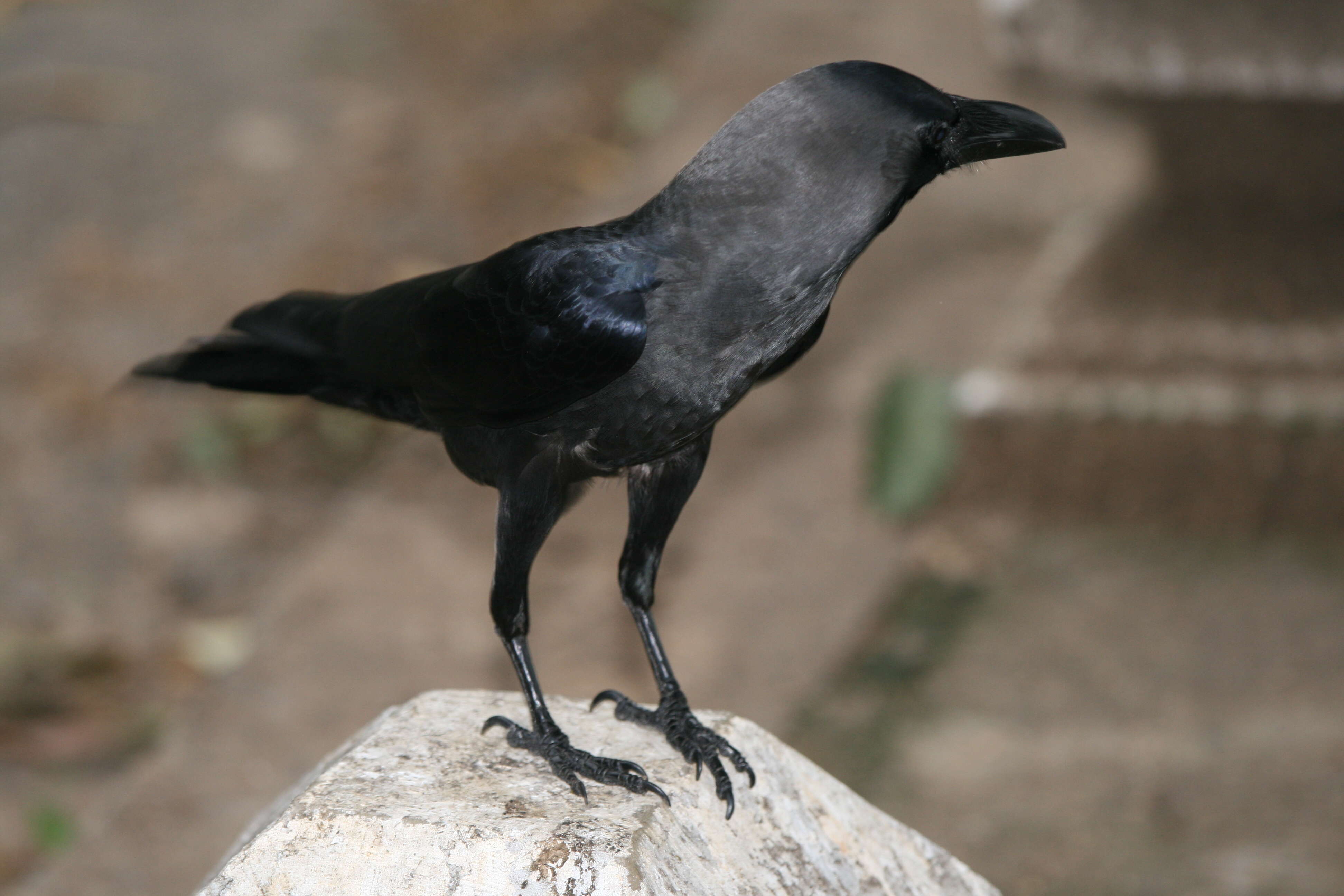 Image of House Crow