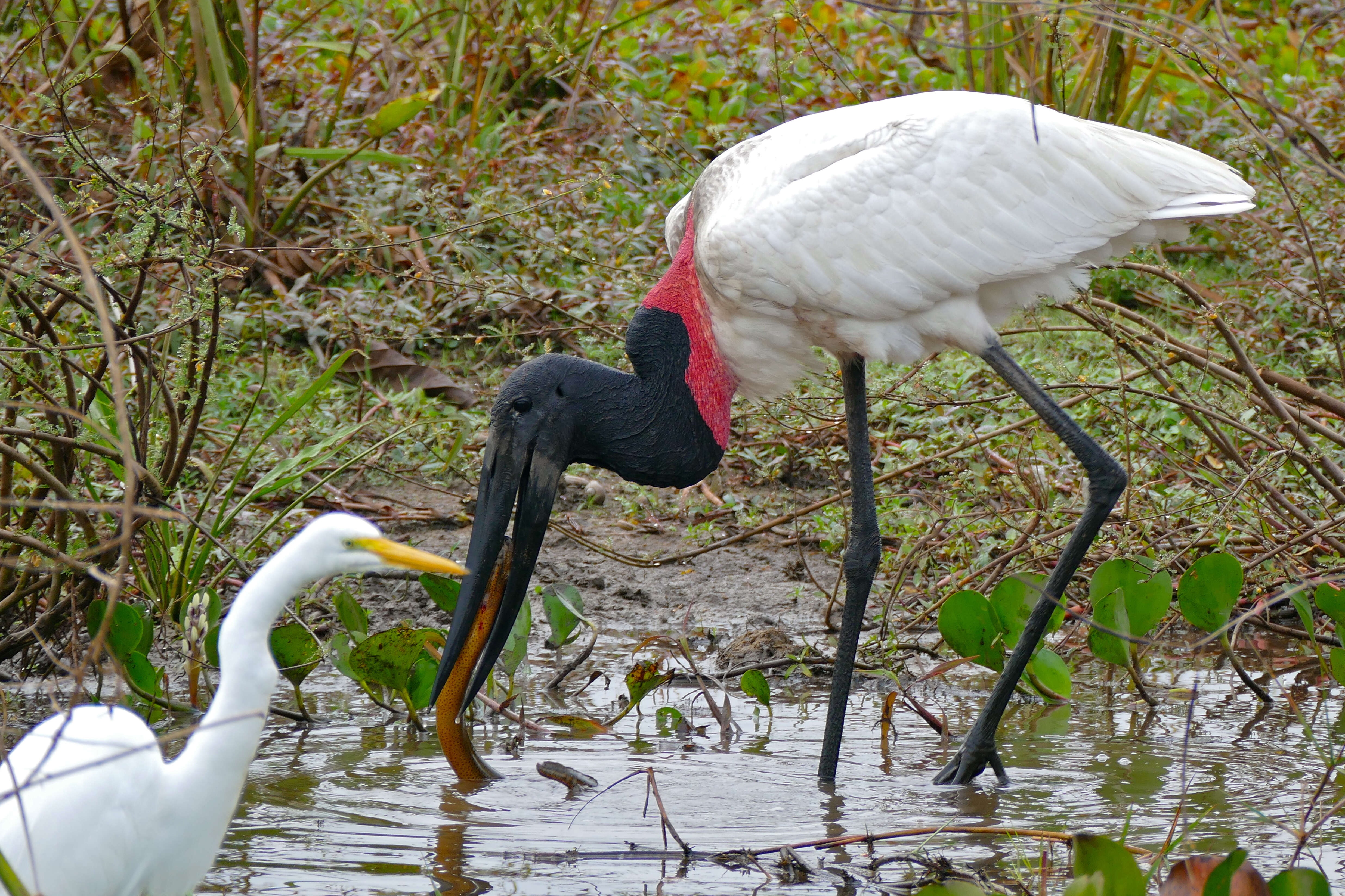 Image of Jabiru Hellmayr 1906