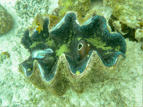 Image of Giant Clam