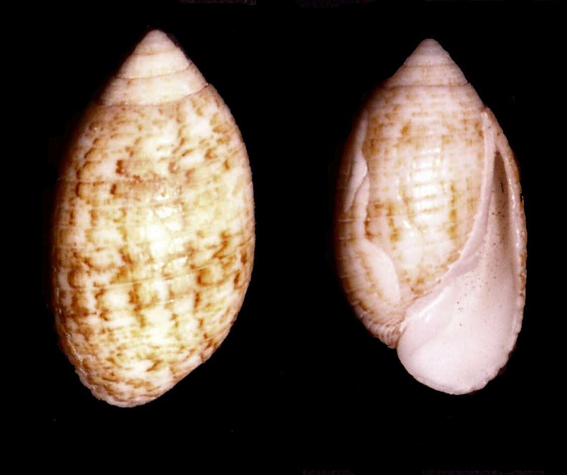 Imagem de Pseudomelatomidae J. P. E. Morrison 1966