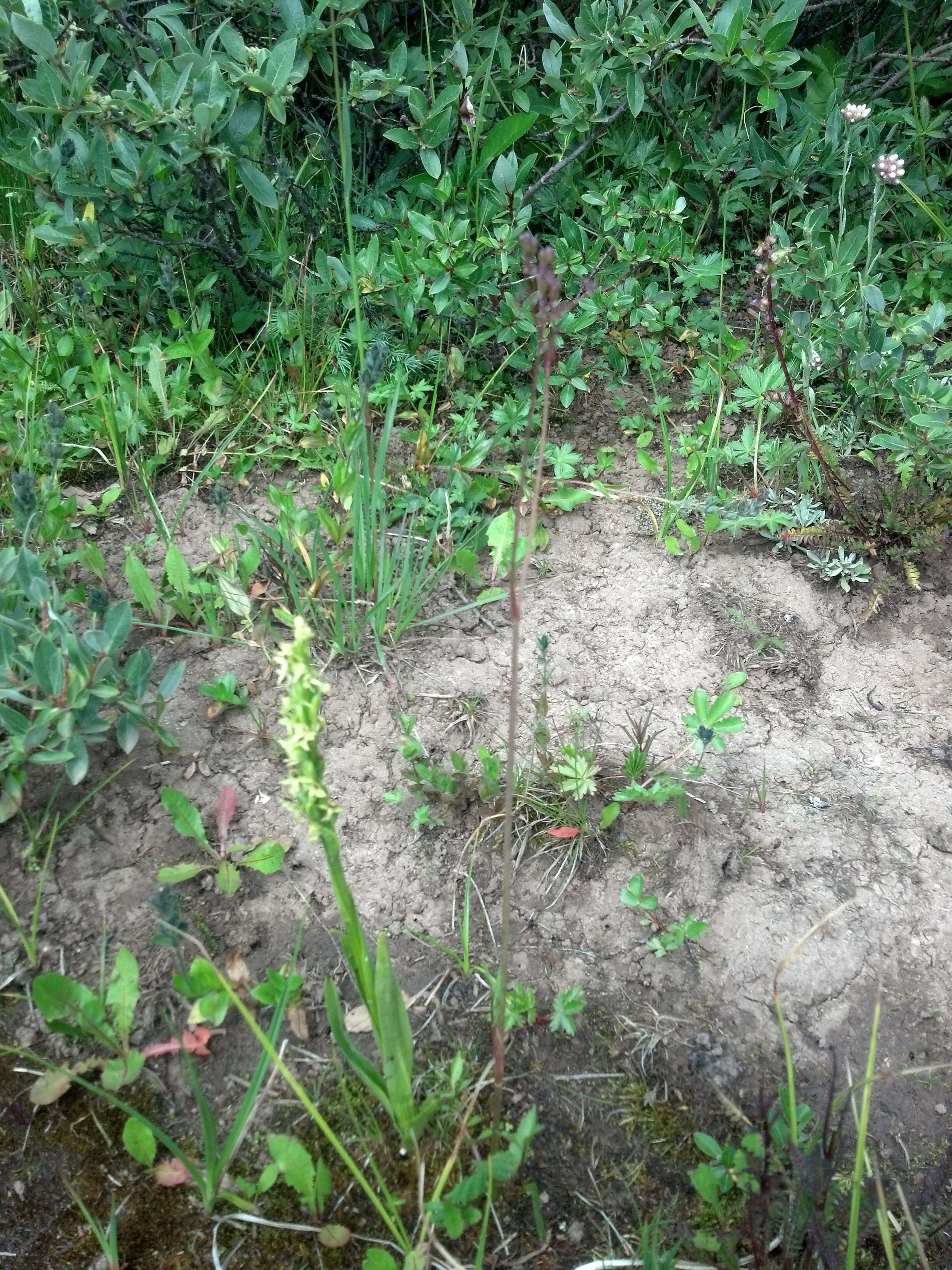 Oxypolis fendleri (A. Gray) Heller resmi