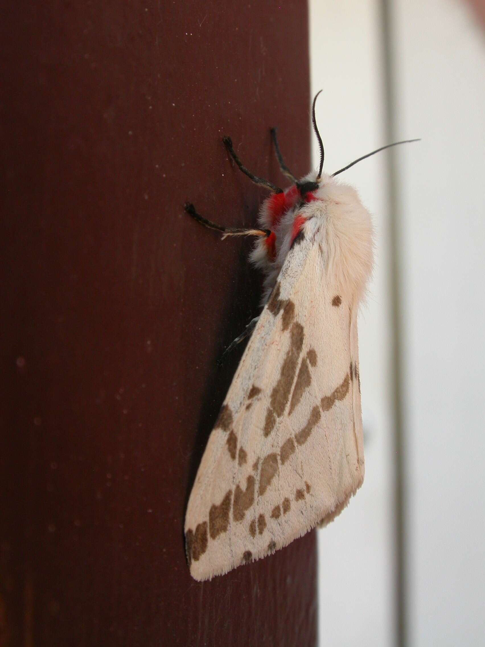 Image of Spilosoma canescens Butler 1875