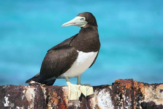 Image of gannets and boobies