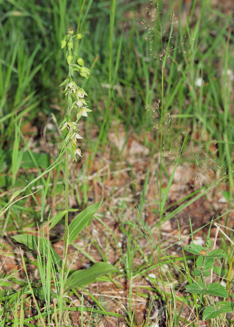 Image of Helleborine