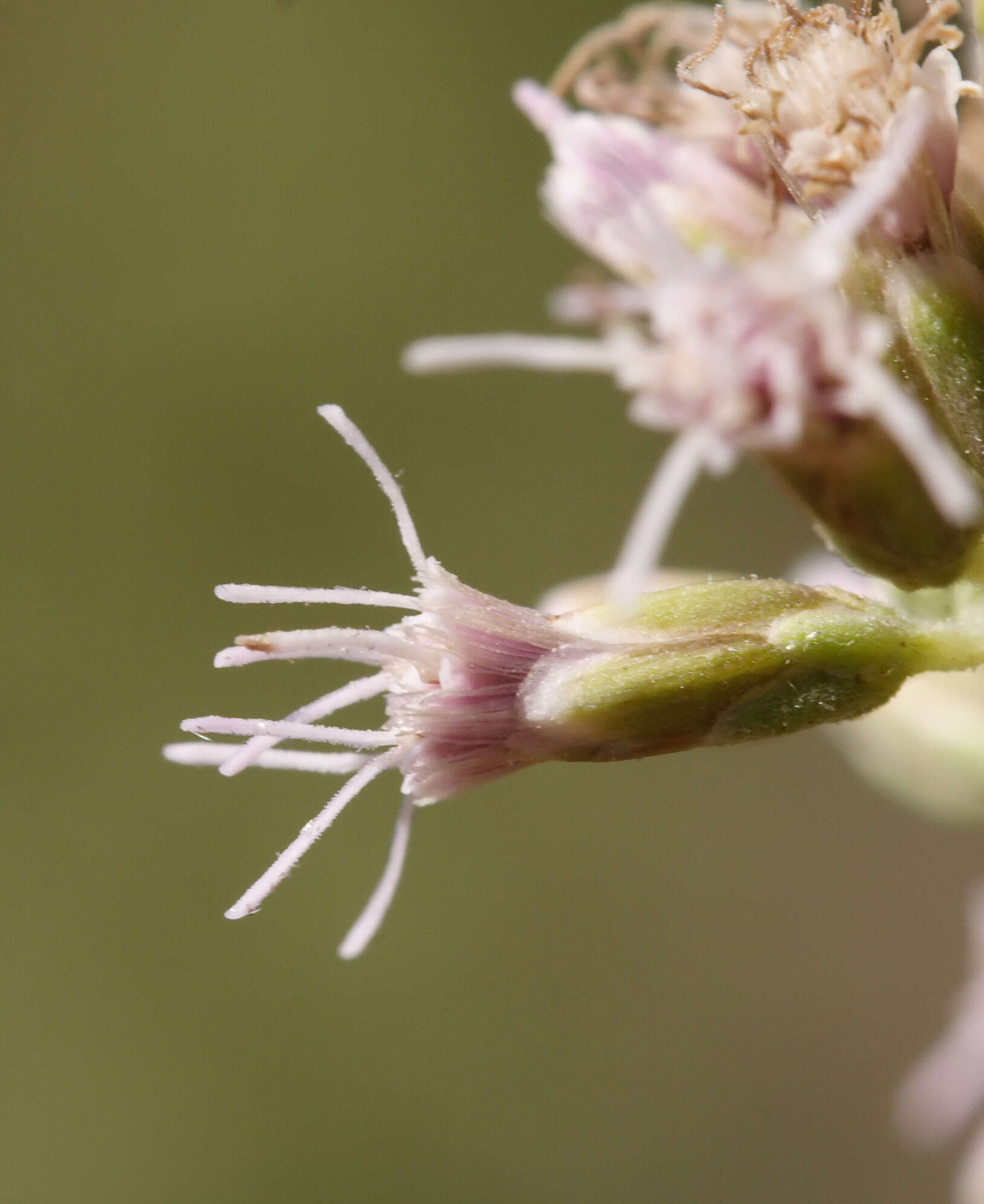 Image of Hemp-agrimony