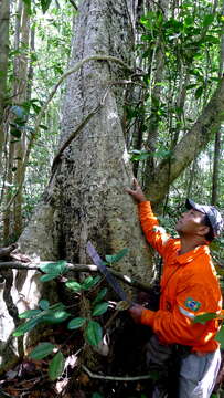 Image of Ficus cyclophylla (Miq.) Miq.