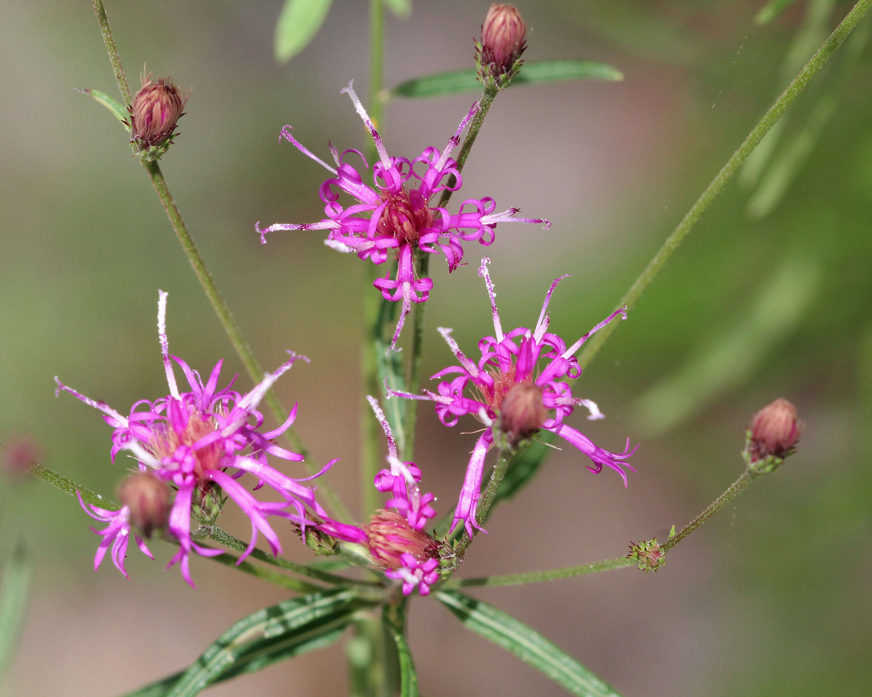 Image of ironweed