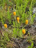 Sivun Polygala lutea L. kuva