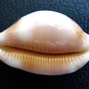 Image of checkerboard cowrie