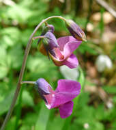 Lathyrus linifolius (Reichard) Bassler resmi