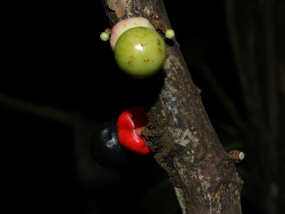 Image of Heisteria macrophylla Oerst.