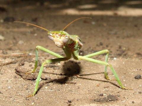 Image of praying mantises