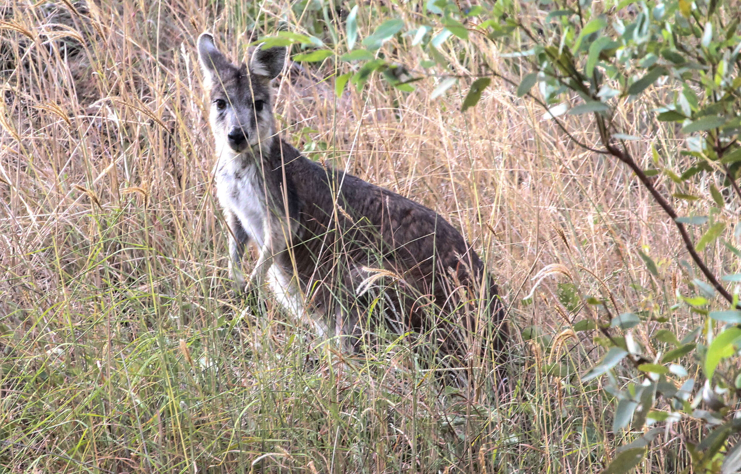 Image of kangaroo