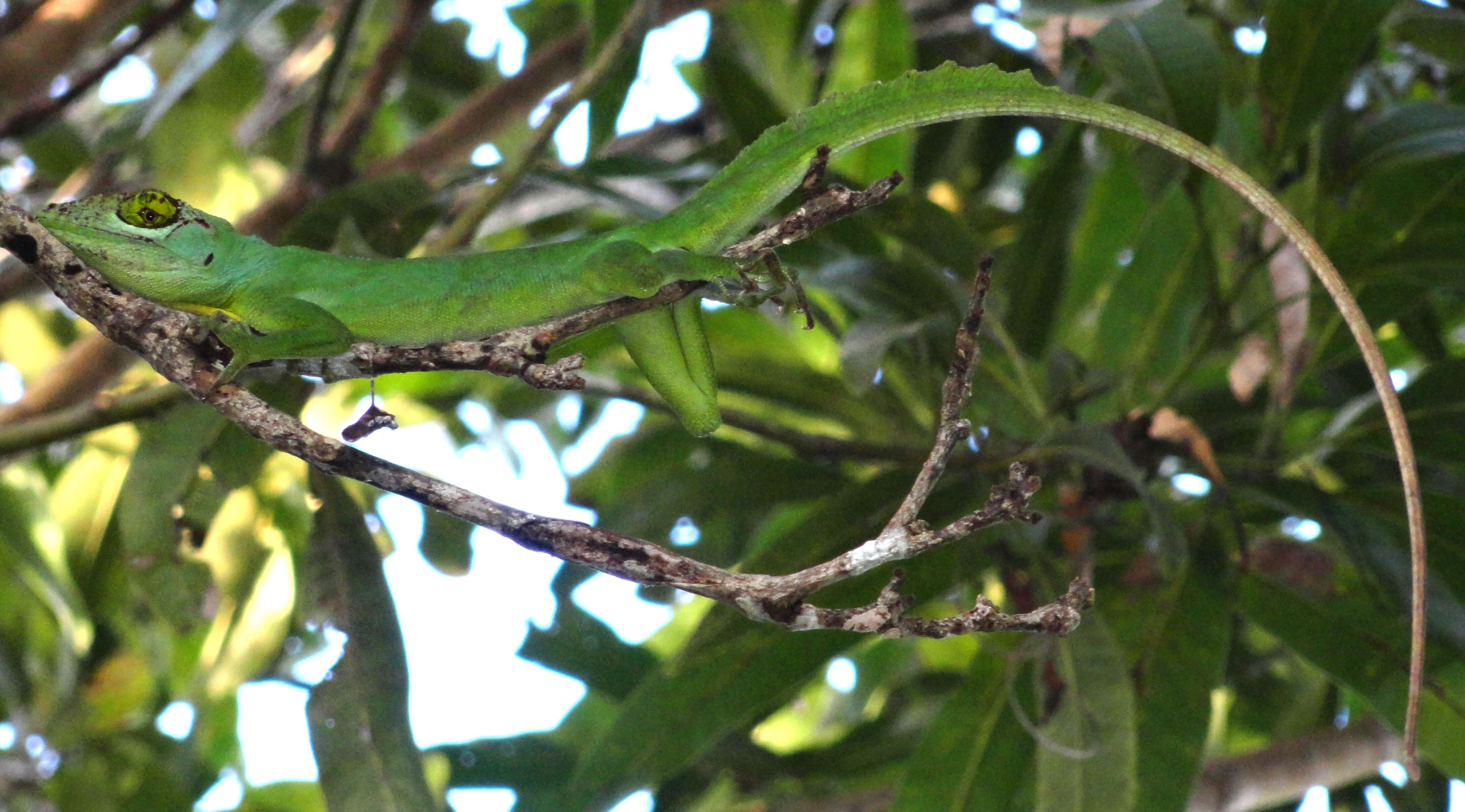 Image of Cuvier's Anole