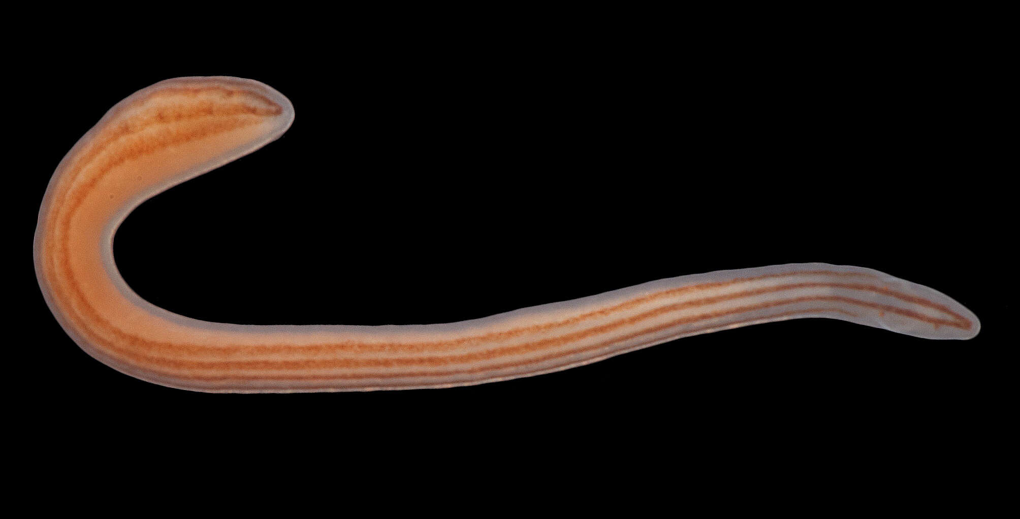 Image of ribbon worms