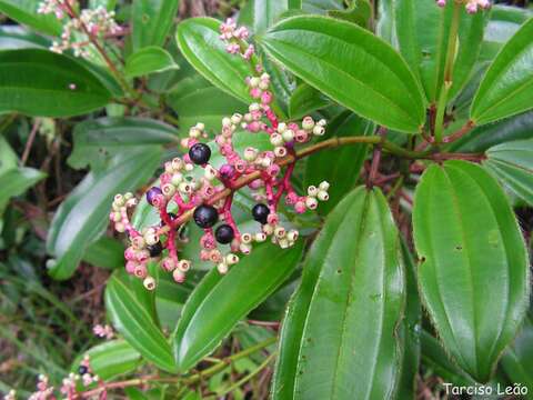 Слика од Miconia ciliata (L. Rich.) DC.