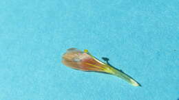 Image of Schultesia guianensis (Aubl.) Malme