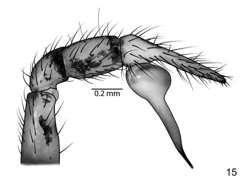 Image of Scytodes socialis Miller 2006