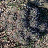 Image of hedgehog cactus