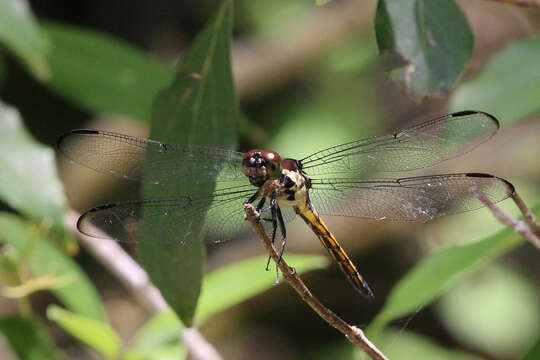 Libellula Linnaeus 1758 resmi