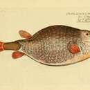 Image of triangular boxfish