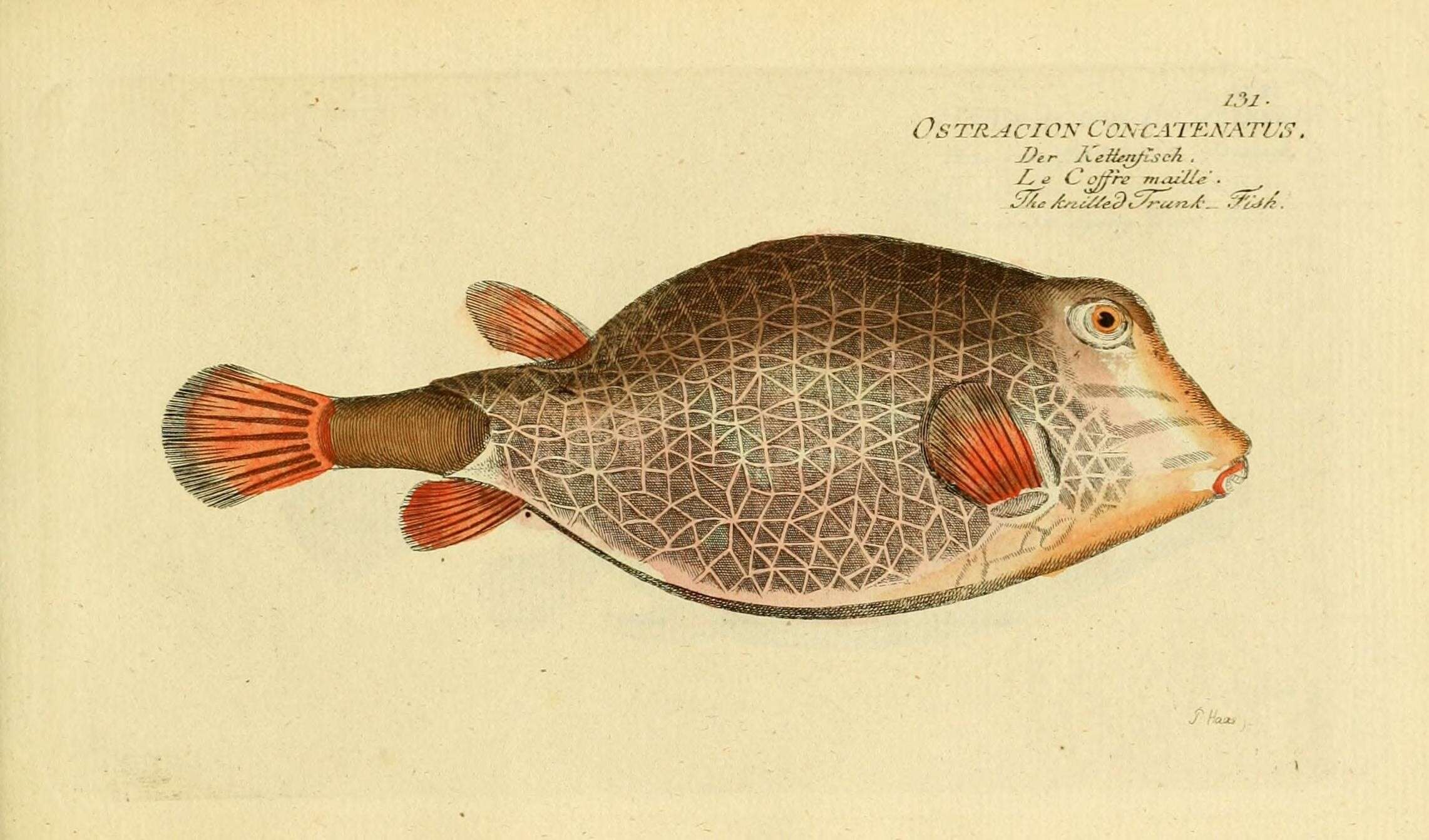 صورة Tetrosomus concatenatus (Bloch 1785)