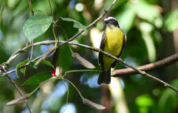 Image of Rusty-margined Flycatcher