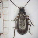 Imagem de Bembidion grapii Gyllenhal 1827