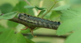 Image of Forest Tent Caterpillar Moth